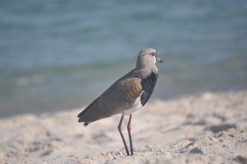 beak bird in the sand beach pose