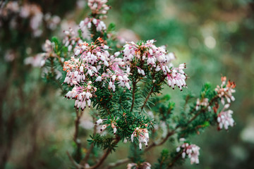 Pink rosemary flowers in soft colors