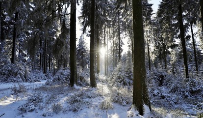 Winterwald