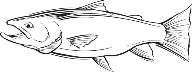 Salmon