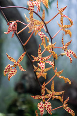 Red dotted yellow moth orchids "Renanthera monachica" growing on dark branches with neutral background. Vibrant colours shot in daylight in macro.