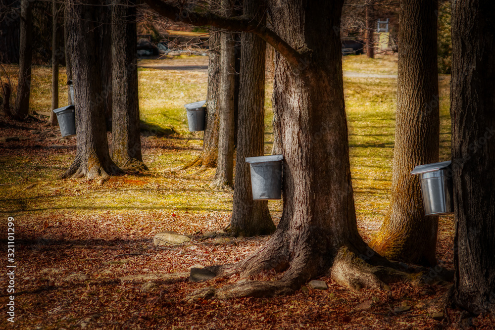 Wall mural maple collection buckets on trees spring in windsor which is in upstate ny. tapping maple trees for 