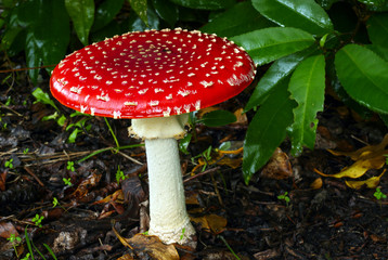 Fliegenpilz