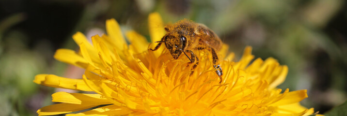 Honigbiene im Blütenstaub