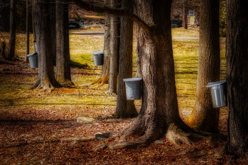Maple collection buckets on trees Spring in Windsor which is in Upstate NY.  Tapping maple trees for syrup on small family farm. - obrazy, fototapety, plakaty