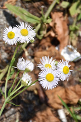 Daisy, white flowers on a green handle