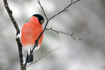 Eurasian bullfinch