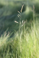 Grass Standing Tall