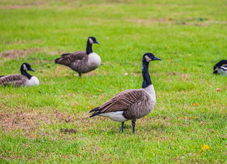 Anitre al pascolo in Riverside County Park - North Arlington 
