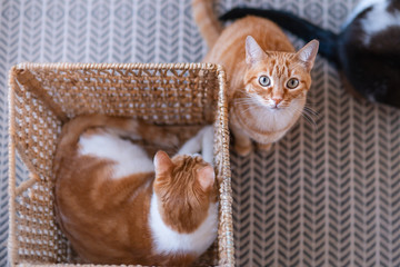 Fototapeta na wymiar Gato atigrado de una canasta, mira hacia arriba. hay un gato escondido dentro de la canasta