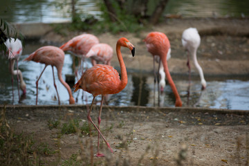 A flock of pink flamingos on the lake
