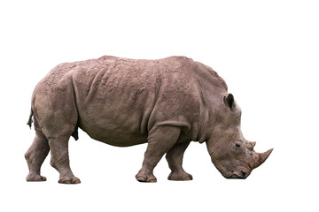 African white rhino / Square-lipped rhinoceros (Ceratotherium simum) female against white background