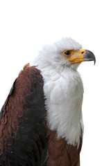 Close up of African Fish Eagle / African Sea Eagle (Haliaeetus vocifer) native to sub-Saharan Africa against white background