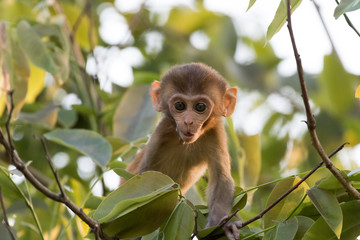 Baby  Indian Monkey sitting on the tree branch 