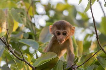 Baby  Indian Monkey sitting on the tree branch 