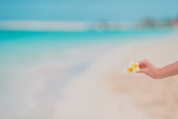 Beautiful frangipani flowers in hands background turquoise sea on white beach