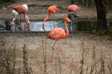 A flock of pink flamingos on the lake