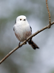 Long-tailed tit
