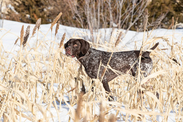 Hunting Dog German Shorthaired Pointer