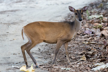 deer in the forest