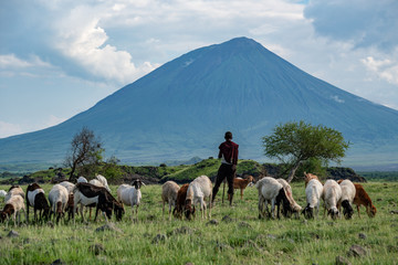 Maasai boy shepherd with flock of sheeps and Ol Doinyo Lengai on background. Maasailand, Engare...