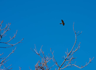 bird flying over the same area for a few minutes