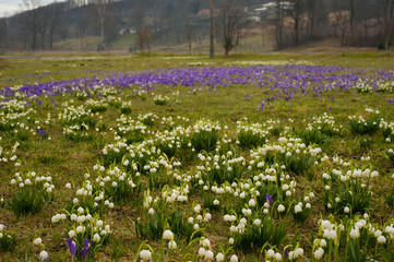 Snowdrops and crocuses in a meadow in the village. The first spring flowers bloom in the meadow. Beautiful spring landscape. Many blooming snowdrops (Galаnthus) in a huge meadow in spring season.