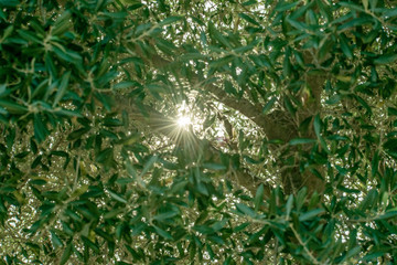capturing the sun's rays between the leaves and branches of a tree