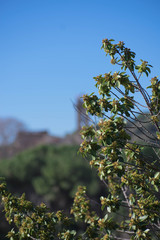 fruits between tree branches