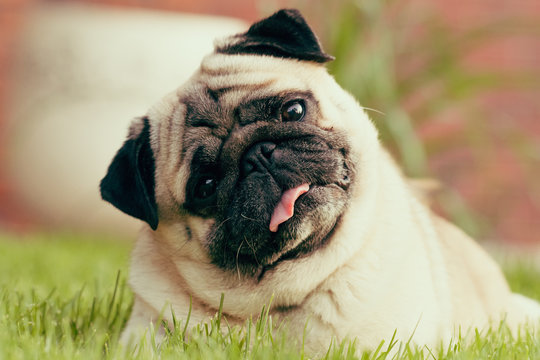 mops z językiem