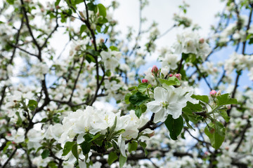 Blossoming flowers on the apple tree. Spring time.