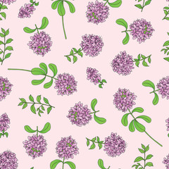 Medicinal herbs collection. Vector hand drawn seamless pattern with thymus plant on a light pink background