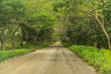 Fototapeta na wymiar Green Road across the jungle