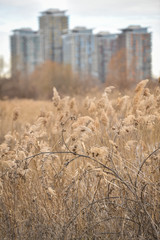 Fototapeta premium Reed blown by the wind in Vacaresti Natural Park, the first urban natural park in Romania