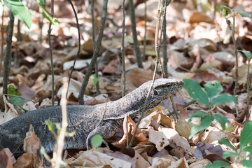 Monitor lizard in the forest 