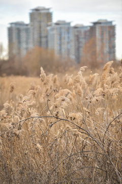 Reed blown by the wind in Vacaresti Natural Park, the first urban natural park in Romania