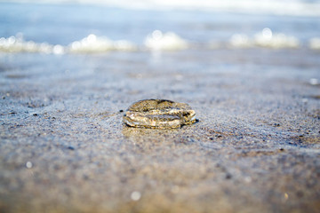 A sea gooseberry jellyfish on the beach