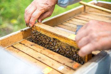 The beekeeper checks the hive