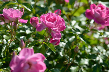 Fototapeta na wymiar Natural bouquet of rose bushes growing in the garden. Multi-colored roses blooming in the natural environment. Beautiful flowering plant.