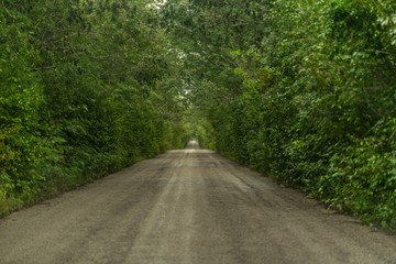 Green Road throught the jungle