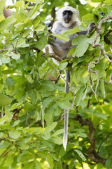 Indian Monkey sitting on the tree 