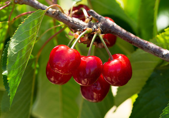 ripe cherries on a tree in a garden