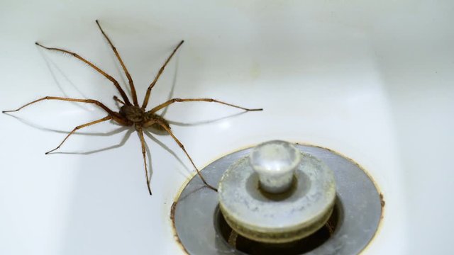 European common house spider (Tegenaria atrica / Philoica atrica) trapped in washbasin in bathroom