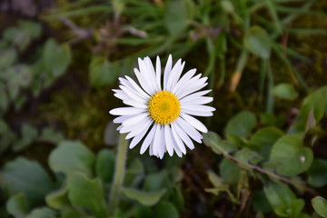 Daisy, a white flower with grass in the background