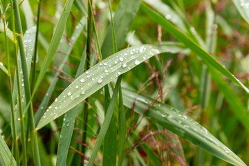 Raindrops on a grass during summer rain season.