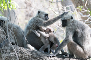 Gray Langoor Fighting with aggression Monkey fighting 