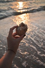 Big seashell in female hand on sunset  beach background.