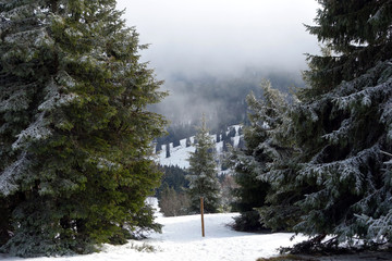 Blick zwischen Tannen auf verschneite H&auml;nge am Feldberg. Nebliges Tag im Hintergrund. 