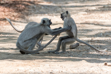 Gray Langoor Fighting with aggression Monkey fighting 