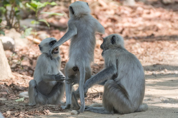 Gray Langoor Fighting with aggression Monkey fighting 